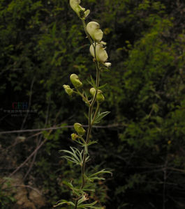 擬黃花烏頭 擬黃花烏頭