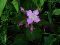 風櫃鬥草 風櫃鬥草