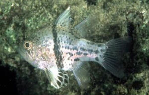 環紋圓天竺鯛 環紋圓天竺鯛