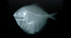 黑銀眼鯛 黑銀眼鯛