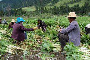 紅原縣生產建設