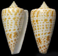 大字母芋螺 大字母芋螺