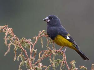 白翅擬蠟嘴雀 白翅擬蠟嘴雀