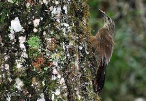 白喉爬地雀 白喉爬地雀