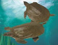 《中華鱉綠毛龜烏龜》