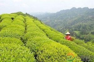 恩施玉露茶 恩施玉露茶