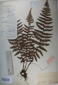 膜邊肋毛蕨 膜邊肋毛蕨