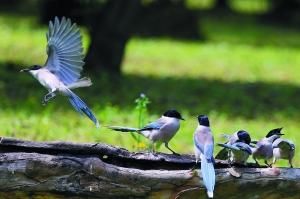 野鳥森林公園 野鳥森林公園