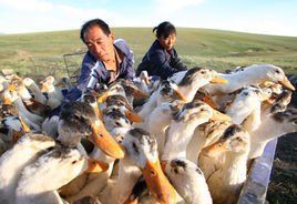 養鴨[1963年韓韋執導科教片]