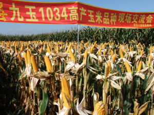 九玉1034 九玉1034