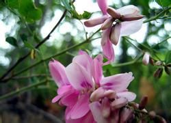 多葉越南槐 多葉越南槐