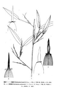 貴州剛竹 貴州剛竹