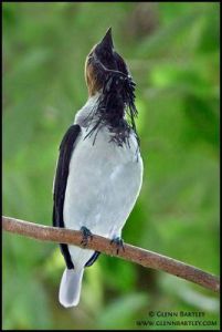 須鍾傘鳥 須鍾傘鳥