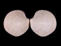 日本鏡文蛤 日本鏡文蛤