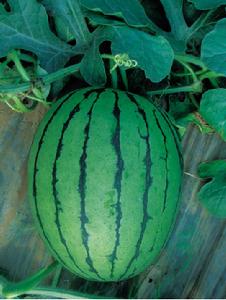 早春秀玉二號 早春秀玉二號