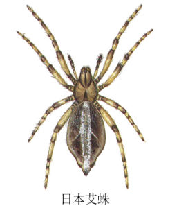 日本艾蛛 日本艾蛛