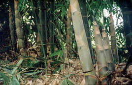 狹耳刺竹 狹耳刺竹