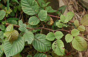 密刺懸鉤子 密刺懸鉤子