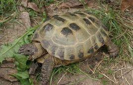 四爪陸龜 四爪陸龜