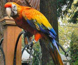 卡布里金剛鸚鵡 卡布里金剛鸚鵡