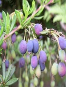 威寧小檗 威寧小檗