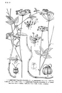 走莖異葉茴芹 走莖異葉茴芹