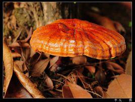 紅靈芝[靈芝的一種]