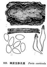 南仁山多年臥孔菌 南仁山多年臥孔菌