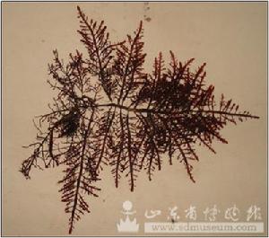 藻類植物雞毛菜