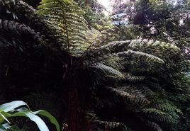 陽朔國家森林公園 陽朔國家森林公園