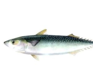 長翅野鯪 長翅野鯪