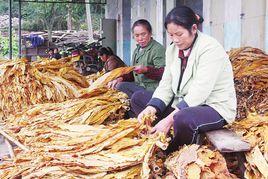 中華人民共和國菸葉稅法 中華人民共和國菸葉稅法