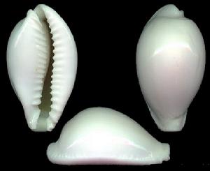 瓷白寶螺