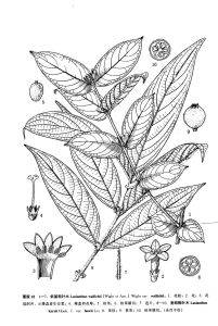 斜基粗葉木(原變種) 斜基粗葉木(原變種)