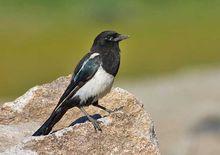 喜鵲新疆亞種(圖4)