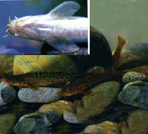 黑體高原鰍 黑體高原鰍