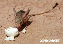 沙漠米老鼠 沙漠米老鼠