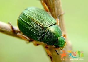 苹毛麗金龜 苹毛麗金龜