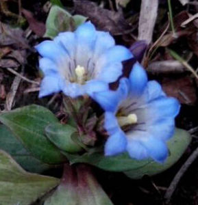 帚枝龍膽 帚枝龍膽