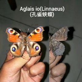 孔雀蛺蝶 孔雀蛺蝶