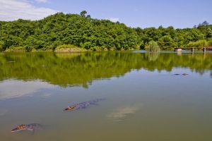 揚子鱷自然保護區濕地 揚子鱷自然保護區濕地