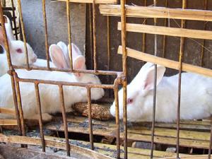 下芒旦自然村家兔養殖