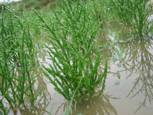 北美海蓬子 北美海蓬子