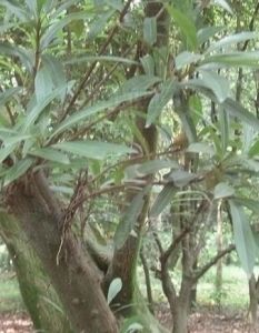 狹葉山欖 狹葉山欖