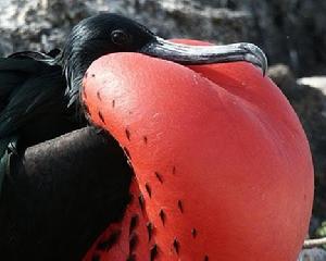 雄軍艦鳥會向“女士們”展示它們胸部的鮮紅色“喉囊”