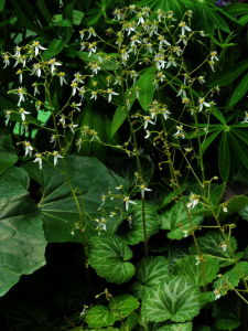 西南虎耳草 西南虎耳草