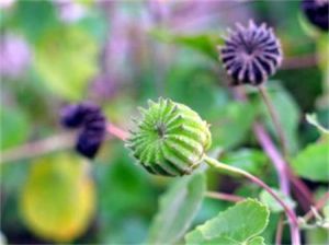 幾內亞磨盤草 幾內亞磨盤草