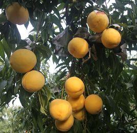 黃金蜜桃 黃金蜜桃