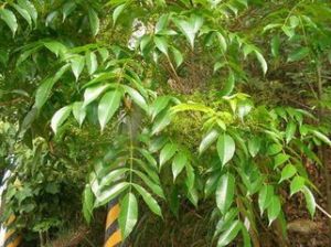 木蠟樹葉 木蠟樹葉