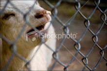 動物福利[動物福利原則]